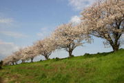 桜と川の土手の壁紙