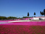 秩父芝桜の丘の壁紙